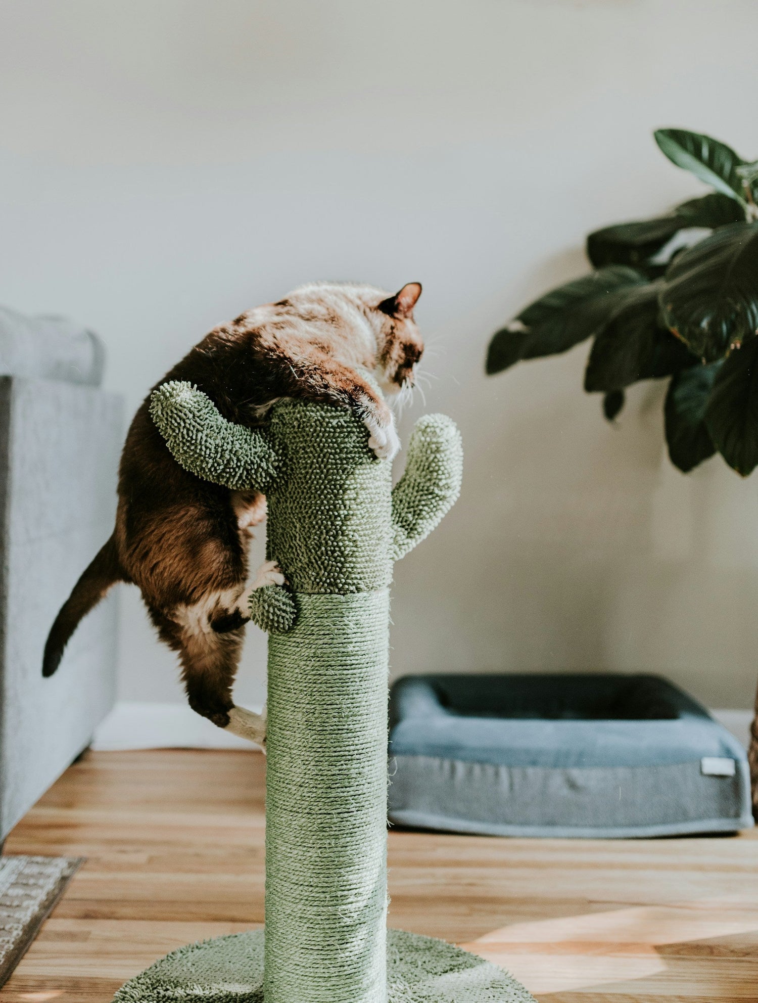 Cat Towers
