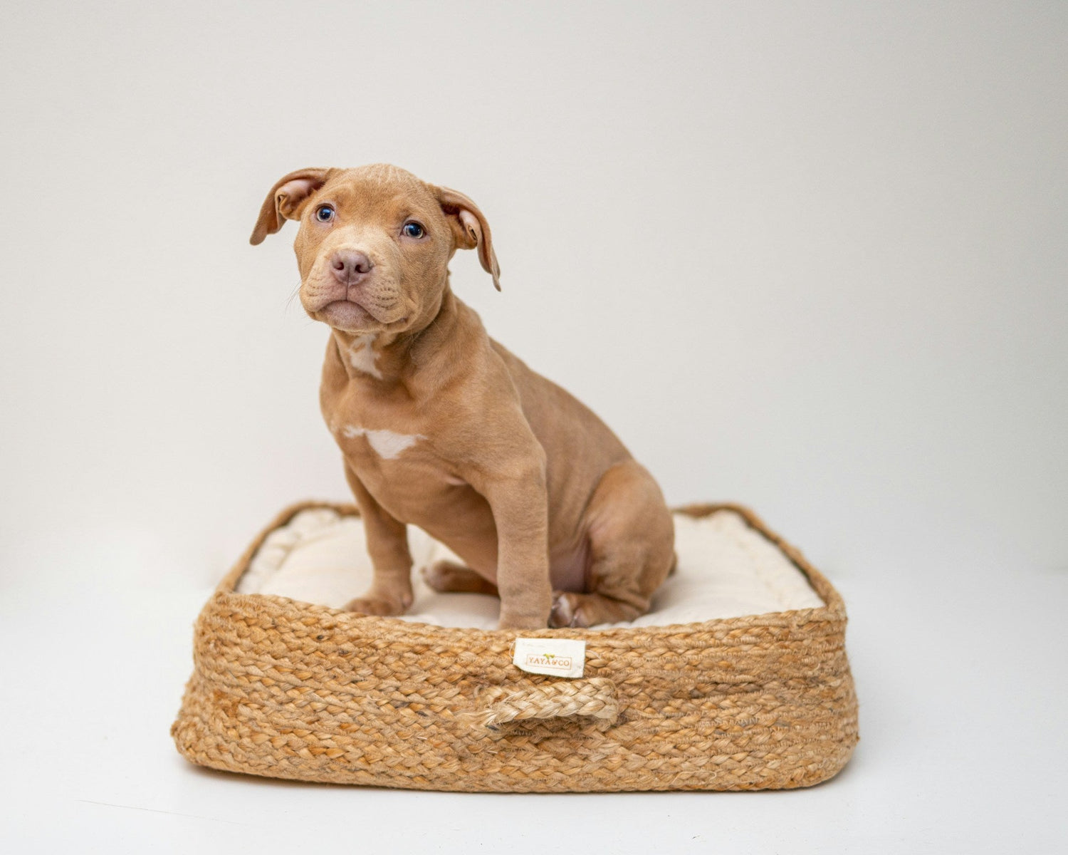 Dog Beds