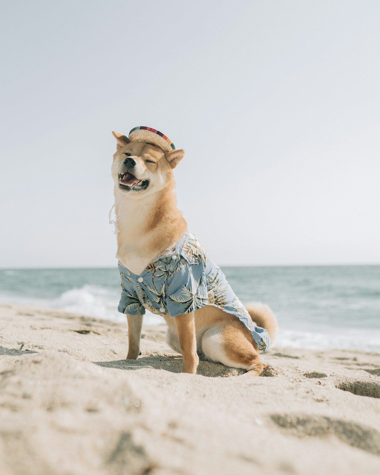 Pet Apparel