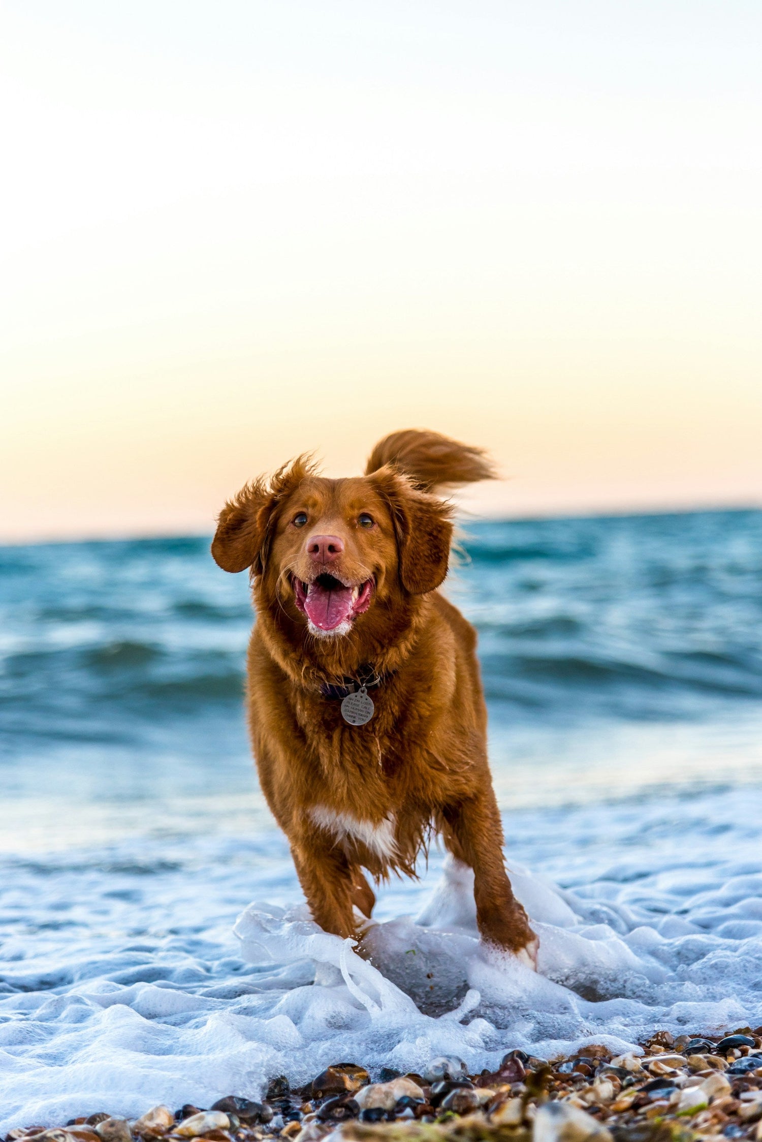 Collars, Leashes & Harnesses