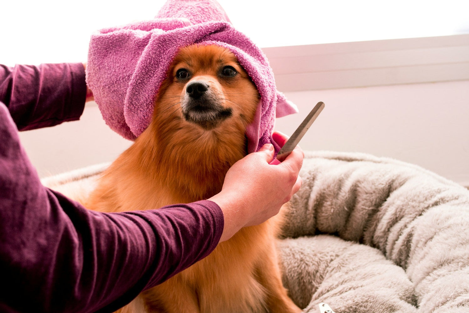 Grooming Supplies