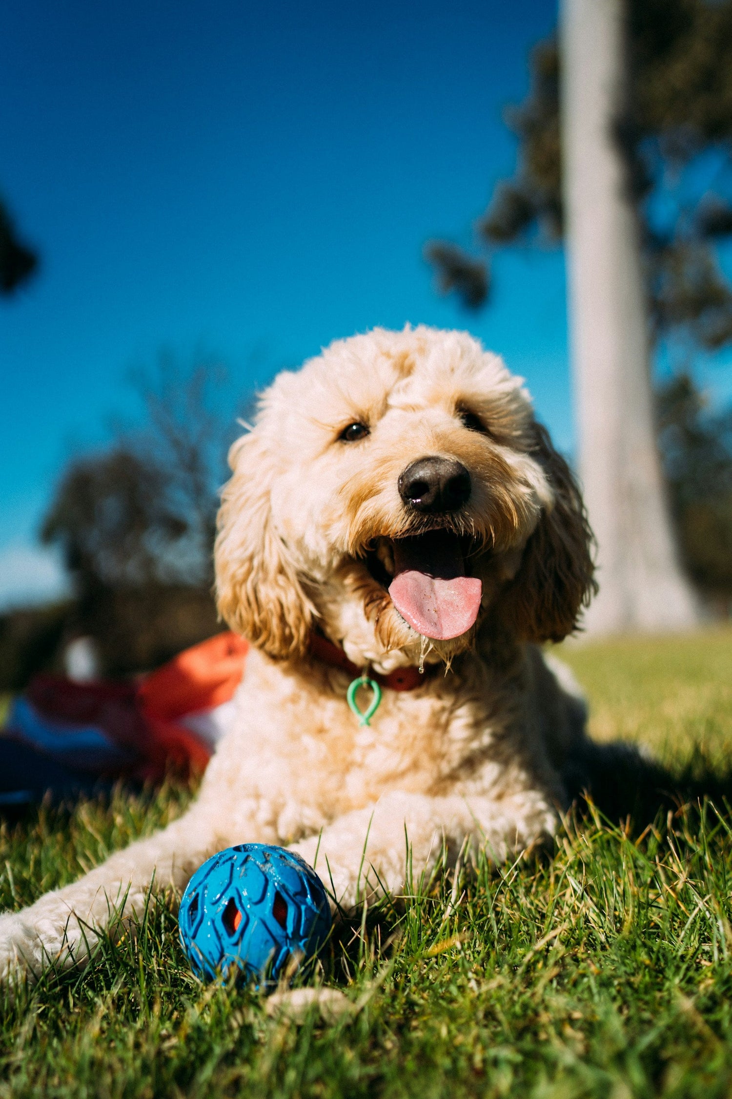 Pet Toys